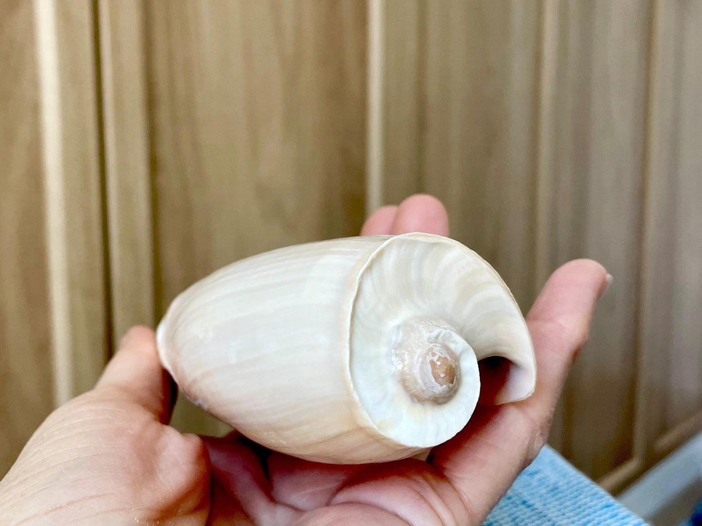 CUCUMBER VOLUTE Rare Shell 4-5" Natural Polished Beige Brown Seashell Coastal Décor