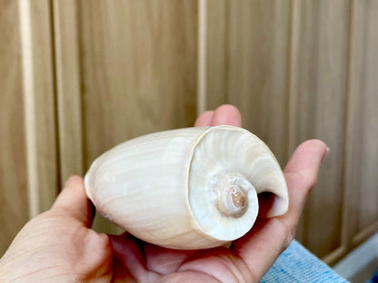 CUCUMBER VOLUTE Rare Shell 4-5" Natural Polished Beige Brown Seashell Coastal Décor