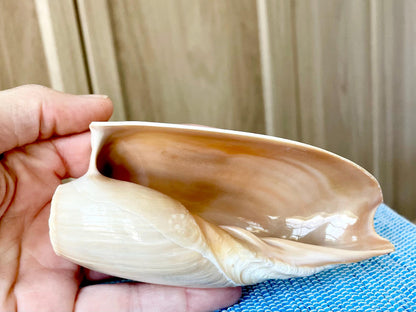 CUCUMBER VOLUTE Rare Shell 4-5" Natural Polished Beige Brown Seashell Coastal Décor