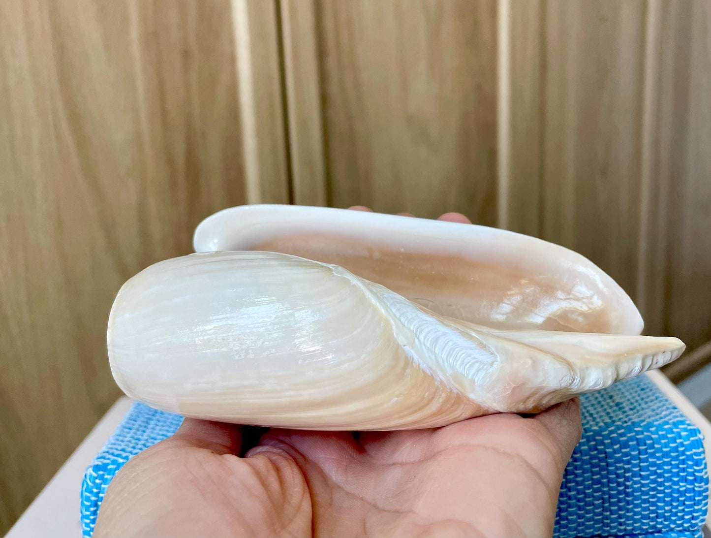 CUCUMBER VOLUTE Rare Shell 4-5" Natural Polished Beige Brown Seashell Coastal Décor