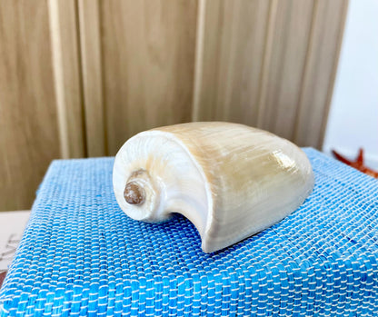 CUCUMBER VOLUTE Rare Shell 4-5" Natural Polished Beige Brown Seashell Coastal Décor