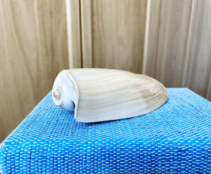 CUCUMBER VOLUTE Rare Shell 4-5" Natural Polished Beige Brown Seashell Coastal Décor