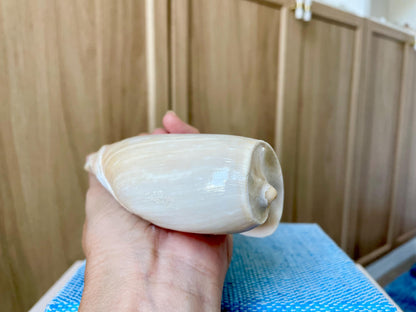 CUCUMBER VOLUTE Rare Shell 4-5" Natural Polished Beige Brown Seashell Coastal Décor