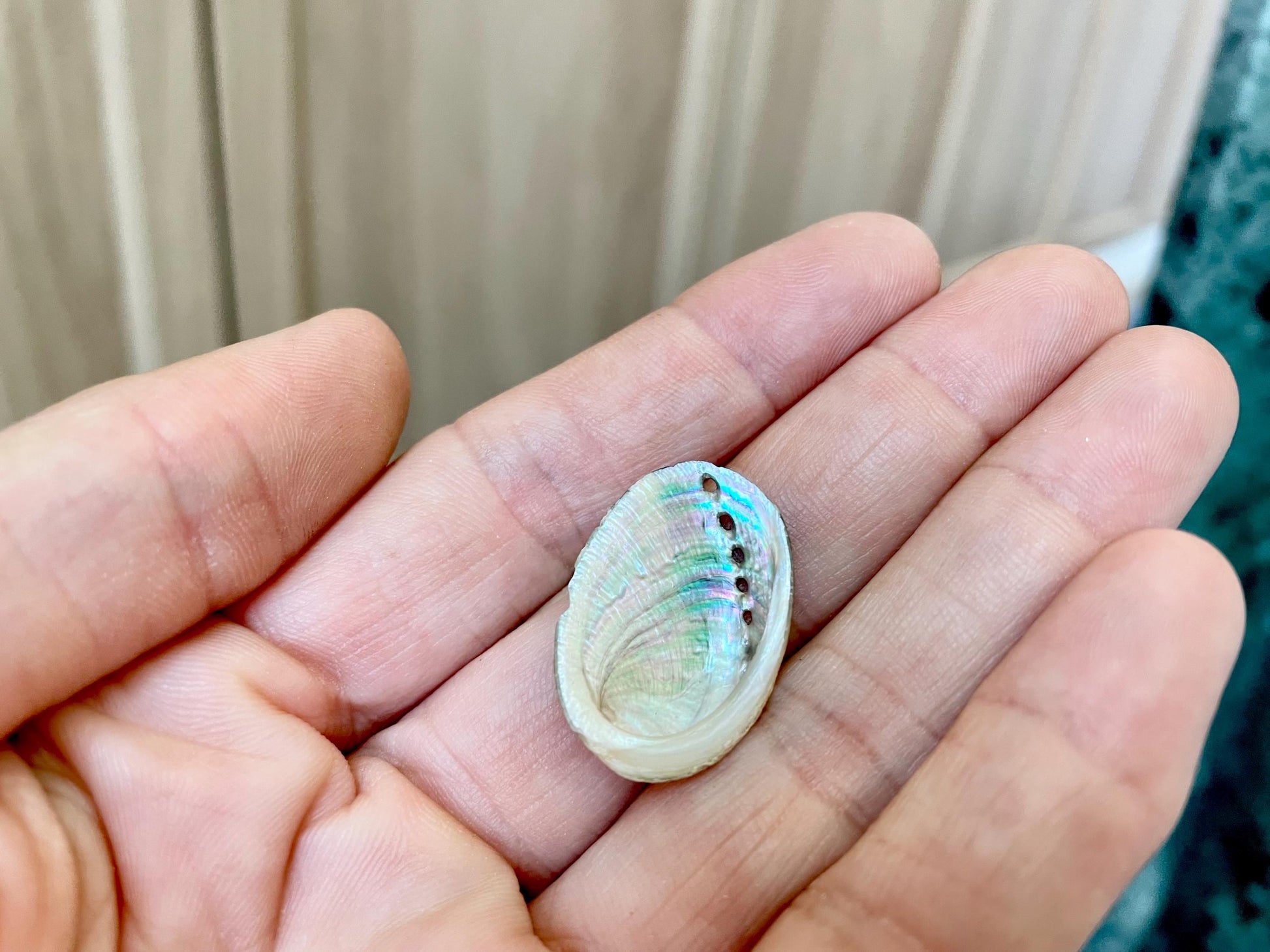 Abalone Seashells: Choose Size .75-2.5" Long Shells Coastal Crafts Jewelry