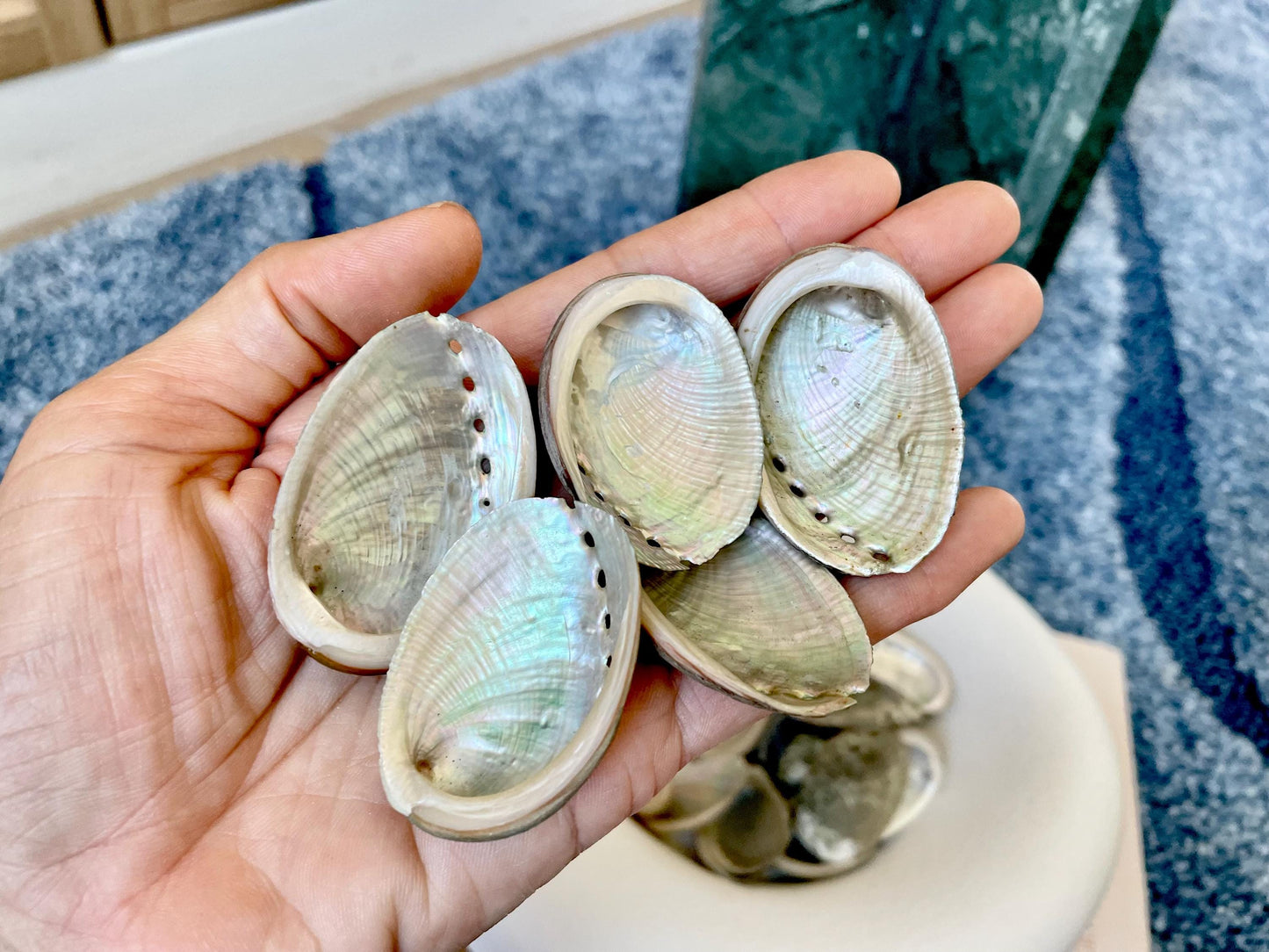 Abalone Seashells: Choose Size .75-2.5" Long Shells Coastal Crafts Jewelry