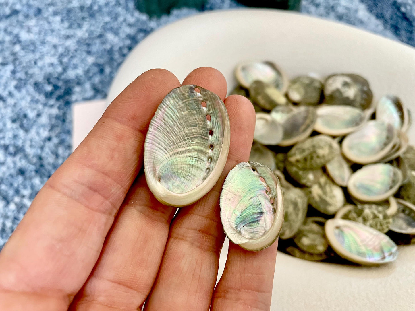 Abalone Seashells: Choose Size .75-2.5" Long Shells Coastal Crafts Jewelry