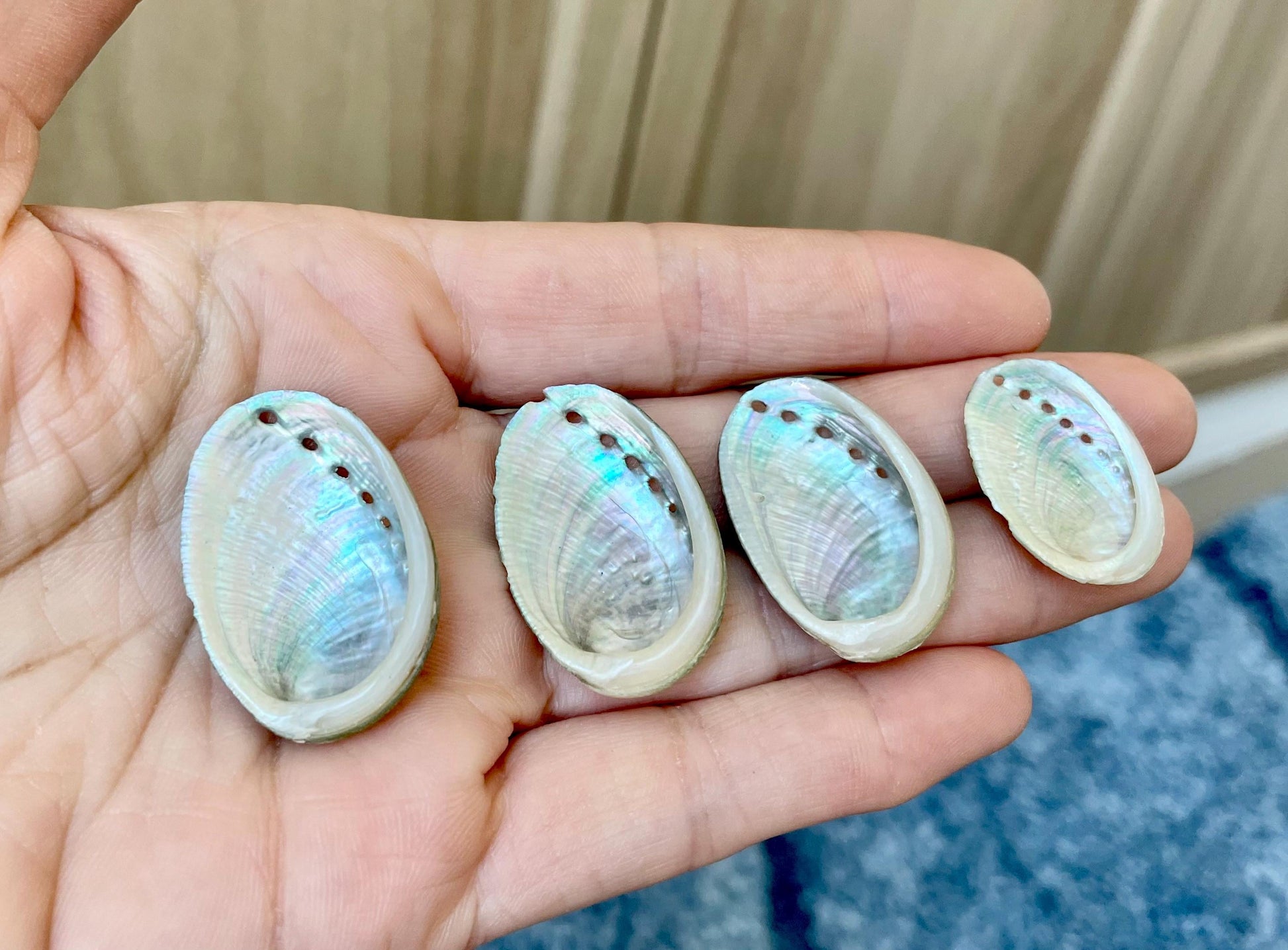 Abalone Seashells: Choose Size .75-2.5" Long Shells Coastal Crafts Jewelry