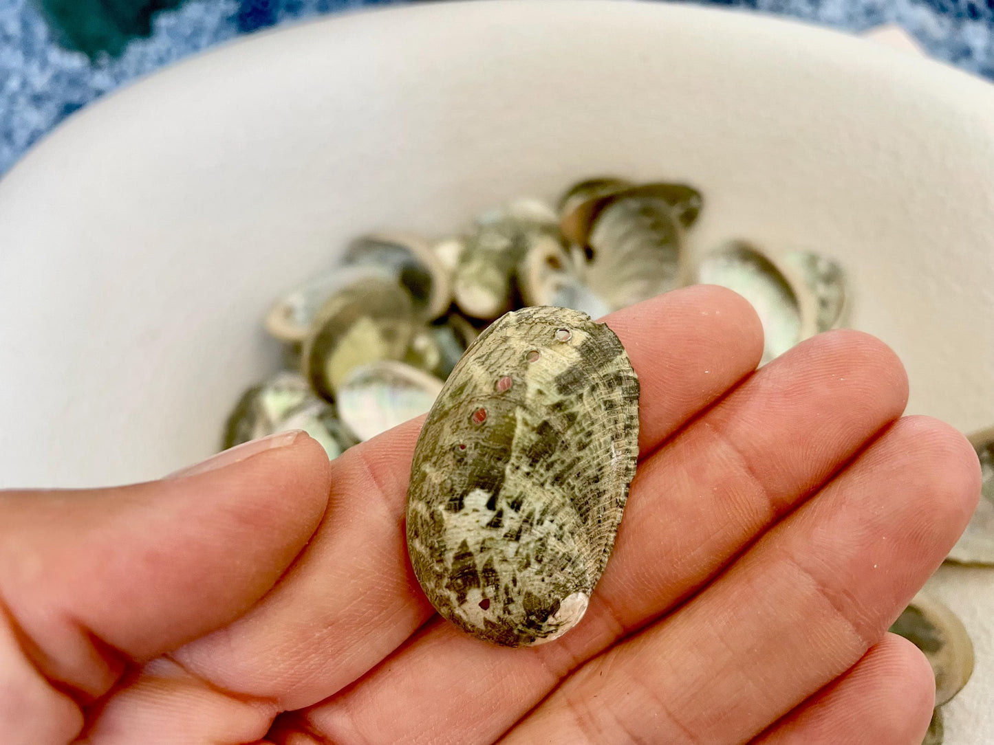 Abalone Seashells: Choose Size .75-2.5" Long Shells Coastal Crafts Jewelry