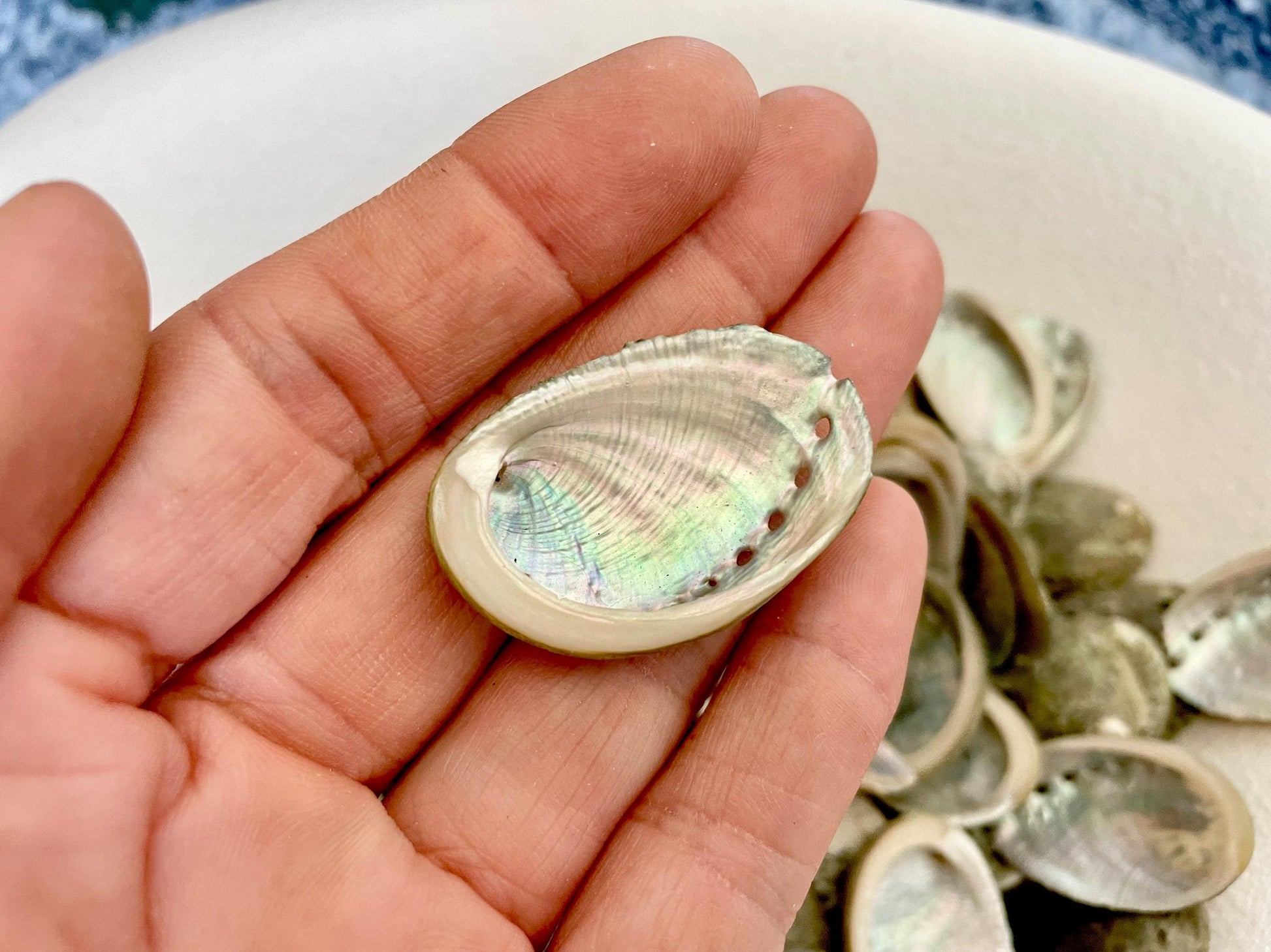 Abalone Seashells: Choose Size .75-2.5" Long Shells Coastal Crafts Jewelry