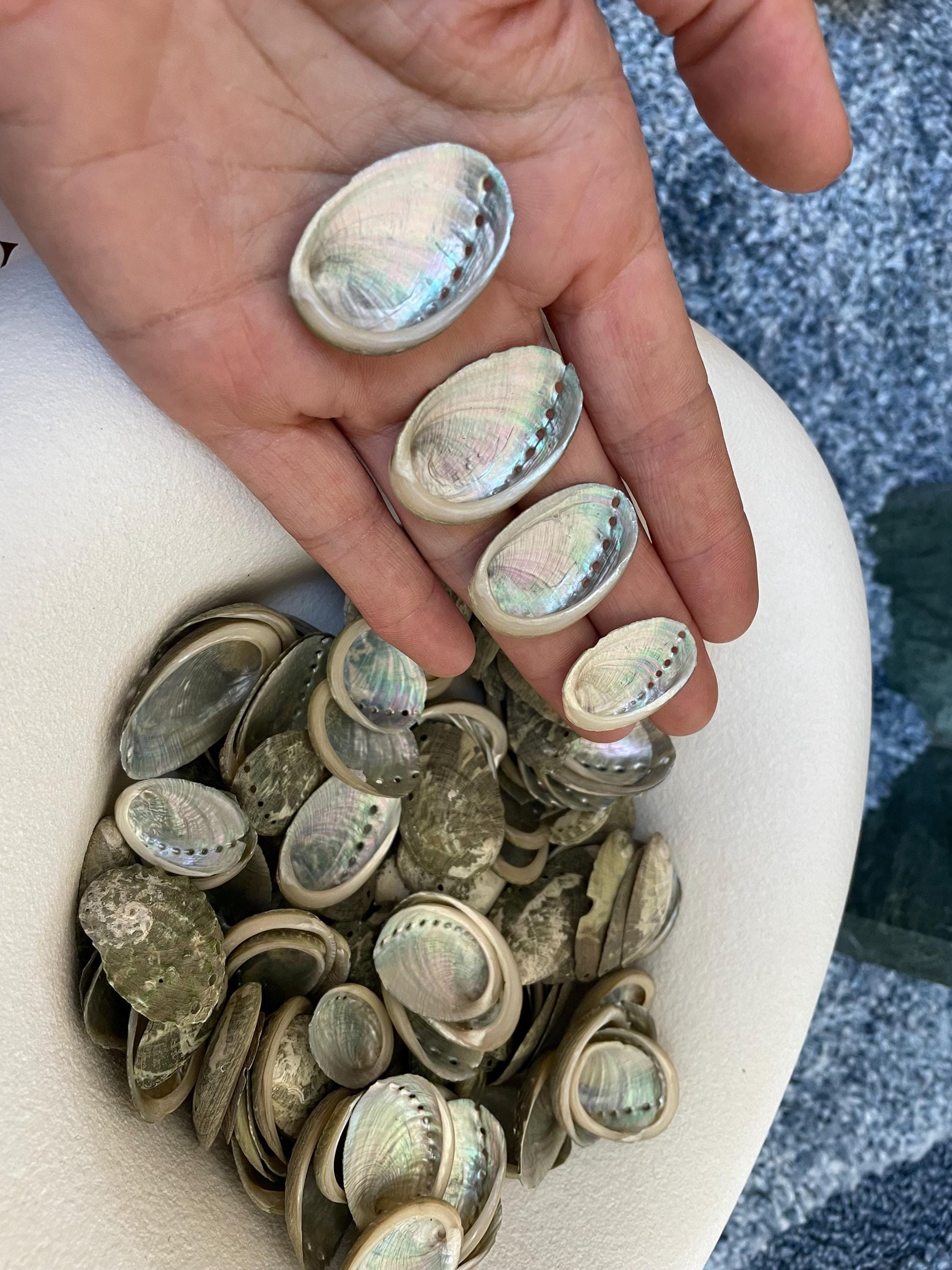 Abalone Seashells: Choose Size .75-2.5" Long Shells Coastal Crafts Jewelry