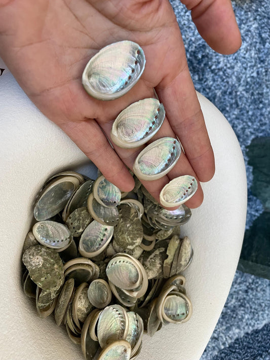 Abalone Seashells: Choose Size .75-2.5" Long Shells Coastal Crafts Jewelry