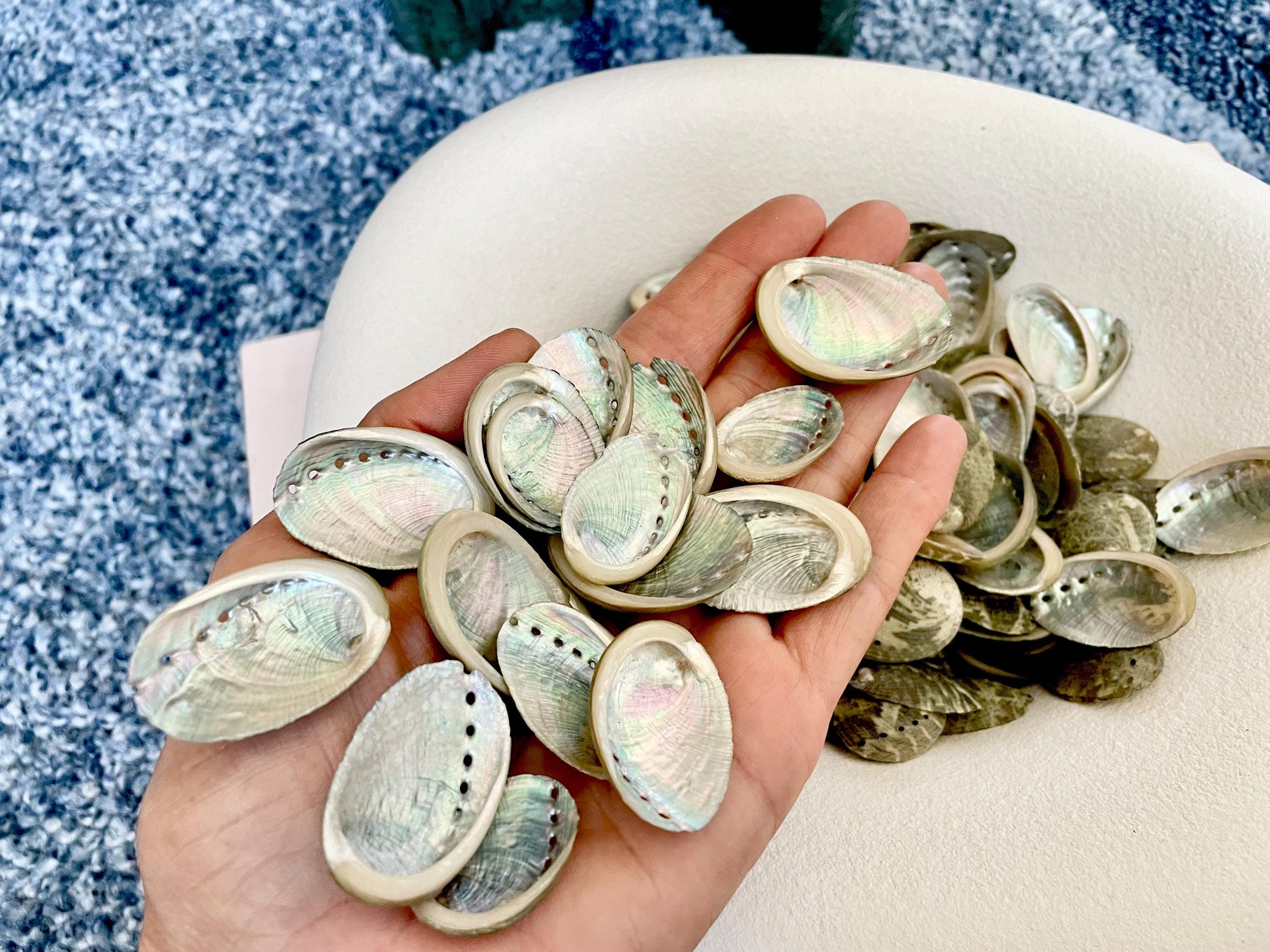 Abalone Seashells: Choose Size .75-2.5" Long Shells Coastal Crafts Jewelry