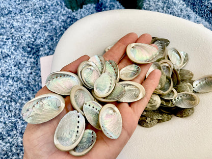 Abalone Seashells: Choose Size .75-2.5" Long Shells Coastal Crafts Jewelry