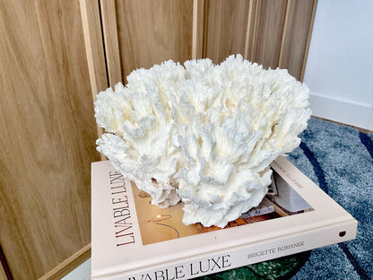Natural Lettuce Coral Fossil: 11" x 11" x 7" Coastal Beach House White Décor