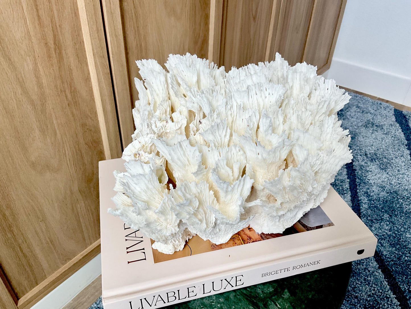 Natural Lettuce Coral Fossil: 11" x 10" x 7" Coastal Beach House White Décor
