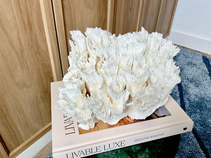 Natural Lettuce Coral Fossil: 11" x 10" x 7" Coastal Beach House White Décor