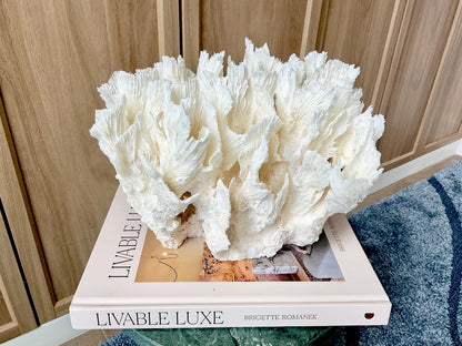 Natural Lettuce Coral Fossil: 11" x 8.5" x 8" Coastal Beach House White Décor