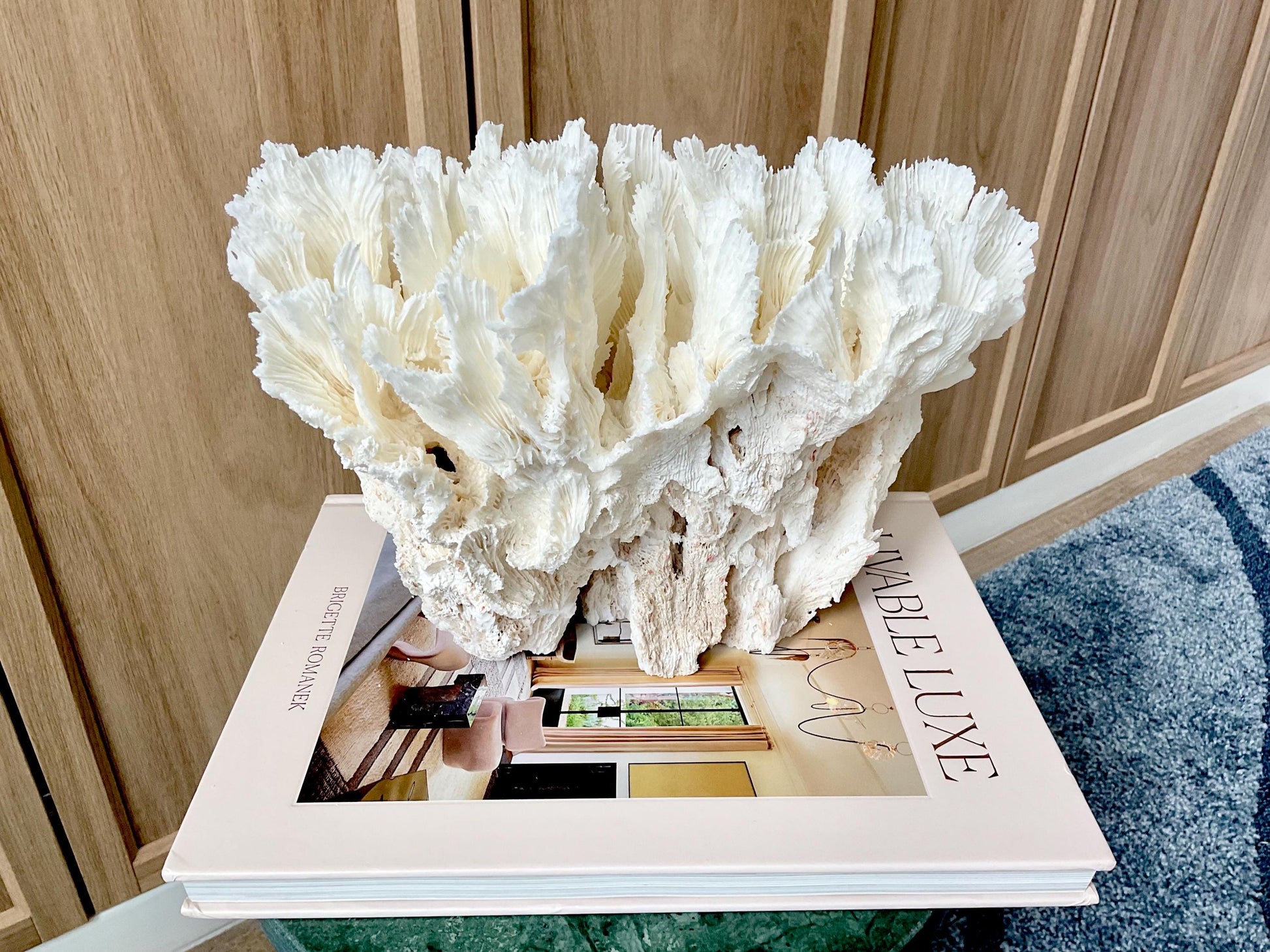 Natural Lettuce Coral Fossil: 11" x 8.5" x 8" Coastal Beach House White Décor