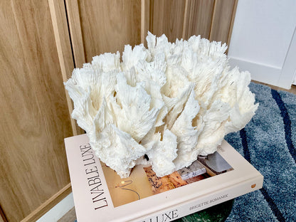 Natural Lettuce Coral Fossil: 11" x 8.5" x 8" Coastal Beach House White Décor