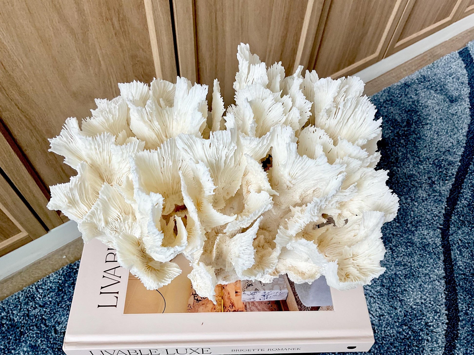Natural Lettuce Coral Fossil: 11" x 8.5" x 8" Coastal Beach House White Décor