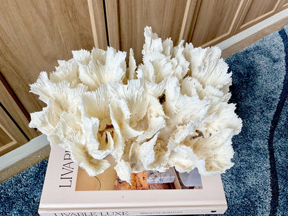 Natural Lettuce Coral Fossil: 11" x 8.5" x 8" Coastal Beach House White Décor