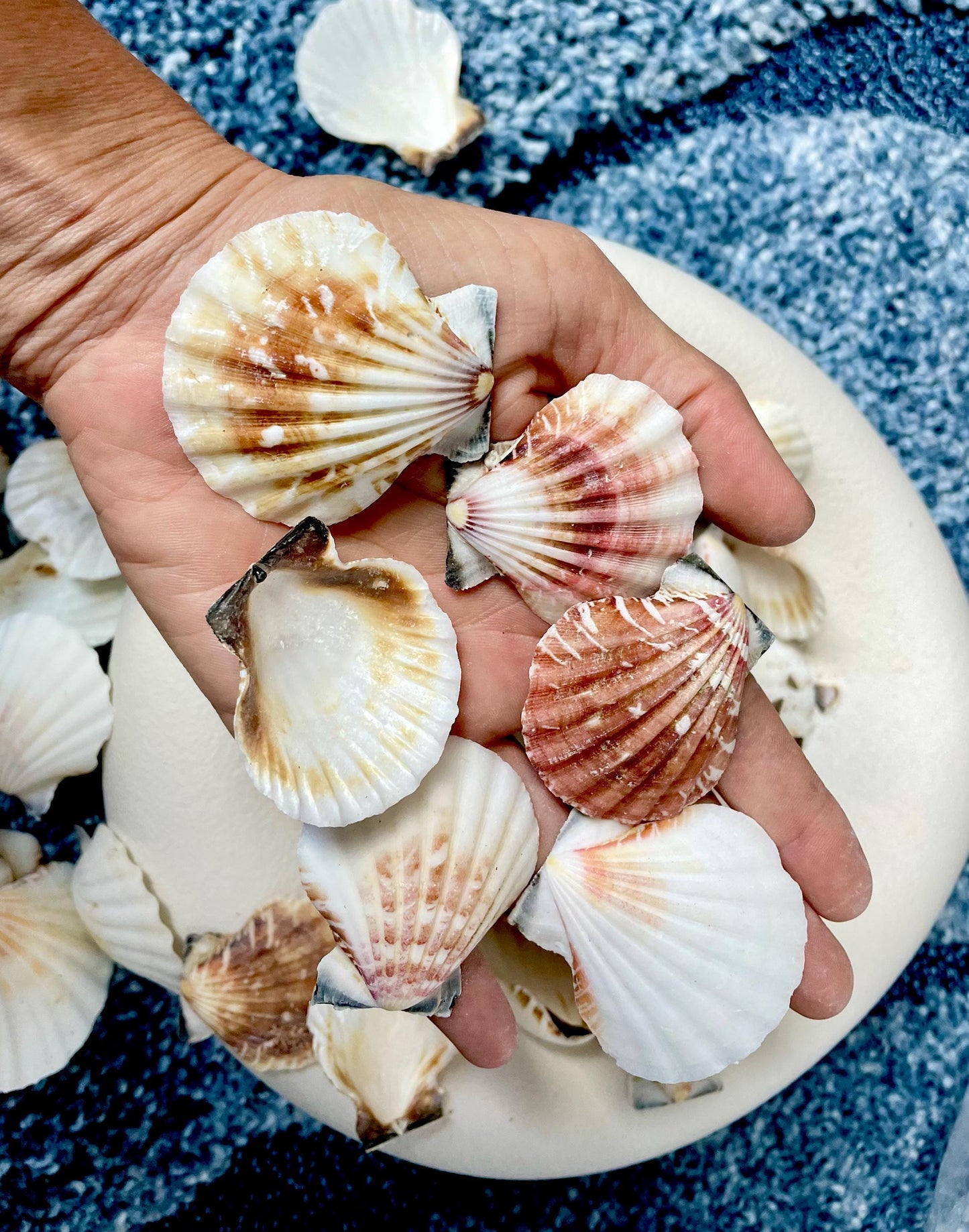 Pecten Vexillum Scallop Shells 1.5"-2" Bulk Kilo 125pc. Colorful Crafts Seashells