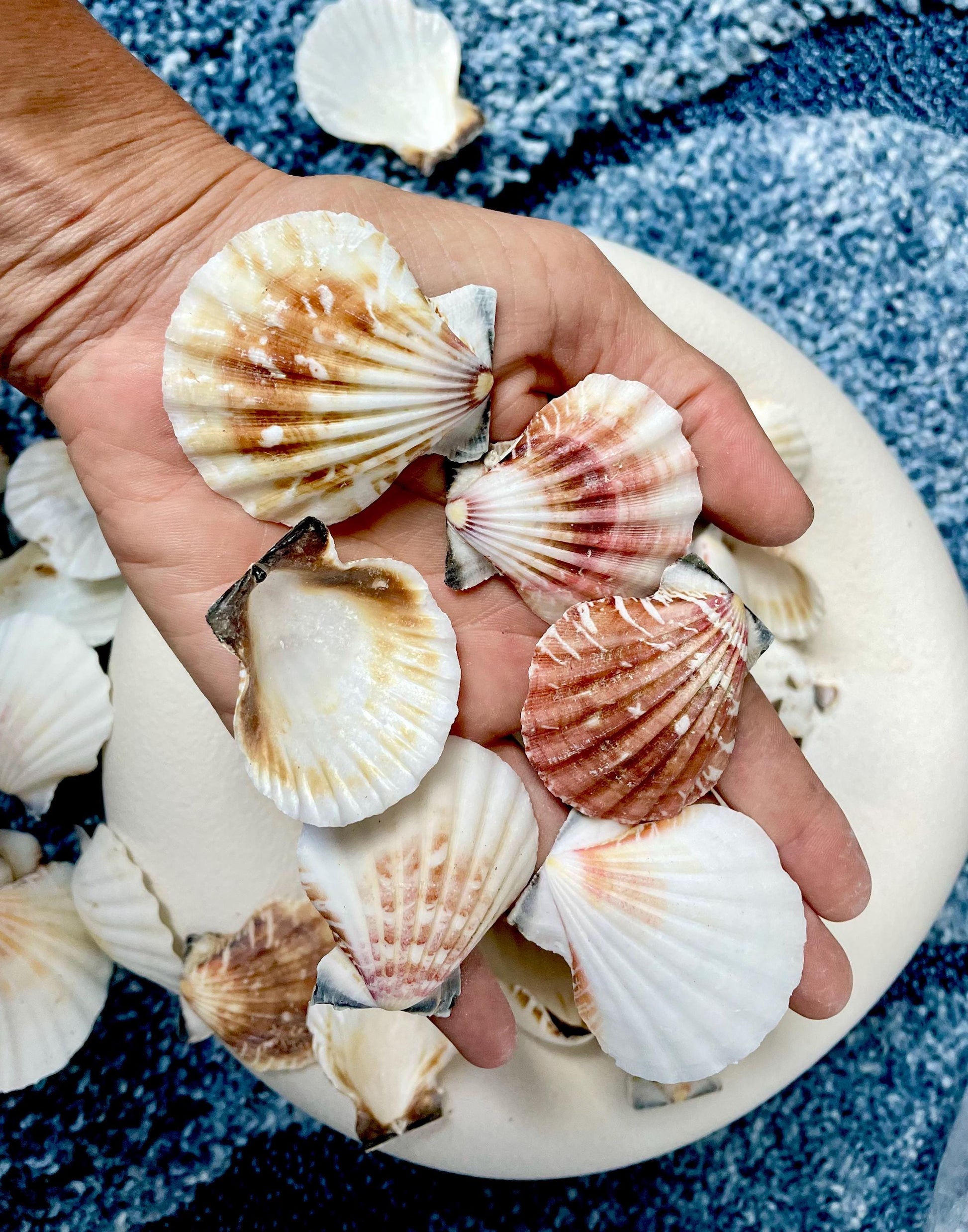 Pecten Vexillum Scallop Shells 1.5"-2" Bulk Kilo 125pc. Colorful Crafts Seashells
