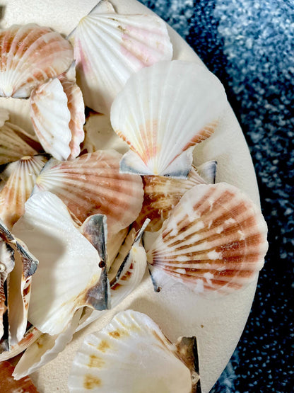 Pecten Vexillum Scallop Shells 1.5"-2" Bulk Kilo 125pc. Colorful Crafts Seashells