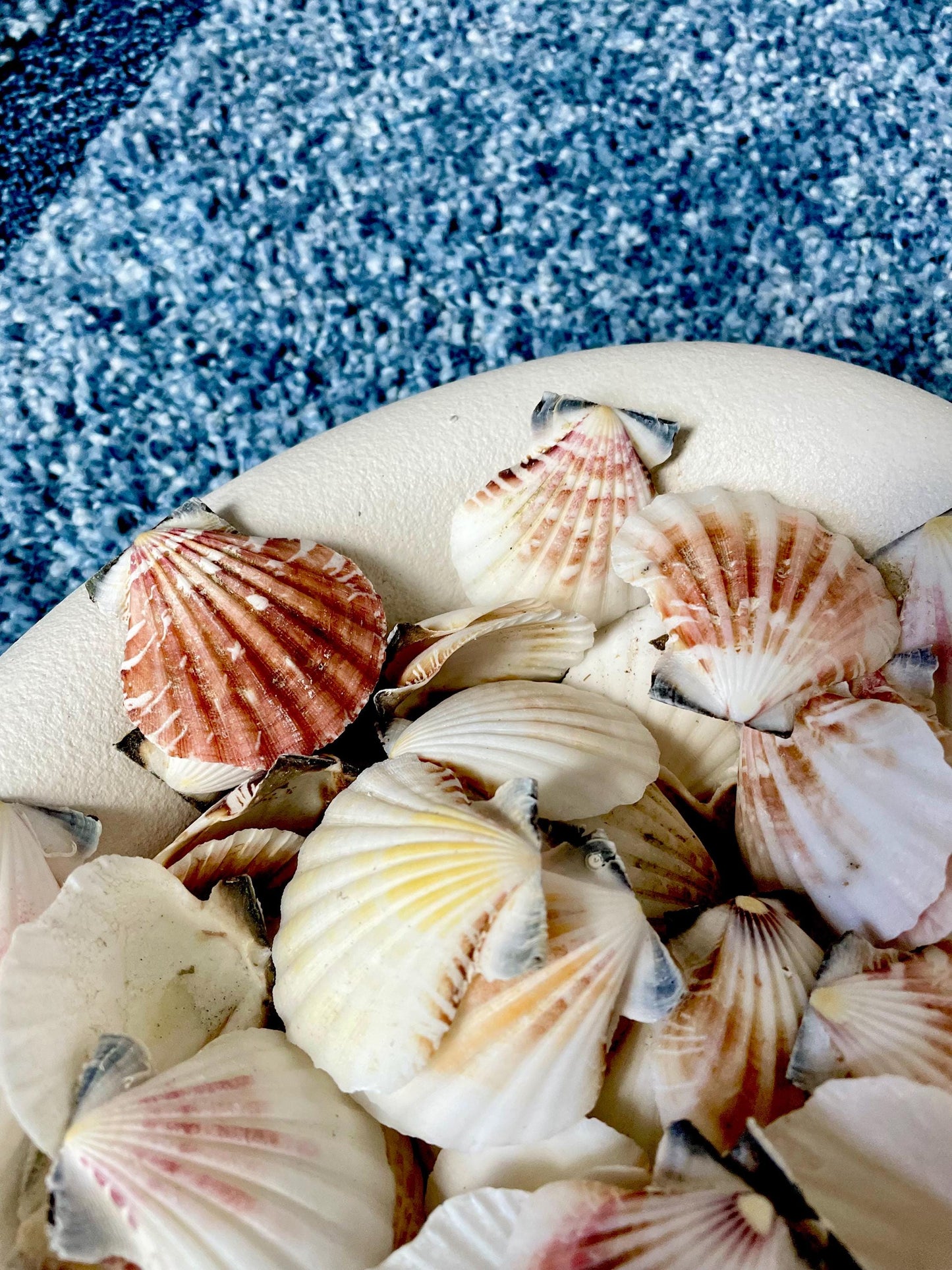 Pecten Vexillum Scallop Shells 1.5"-2" Bulk Kilo 125pc. Colorful Crafts Seashells