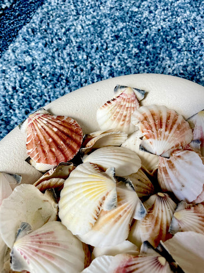 Pecten Vexillum Scallop Shells 1.5"-2" Bulk Kilo 125pc. Colorful Crafts Seashells