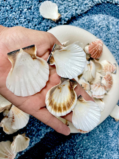 Pecten Vexillum Scallop Shells 1.5"-2" Bulk Kilo 125pc. Colorful Crafts Seashells