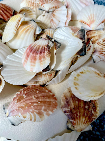 Pecten Vexillum Scallop Shells 1.5"-2" Bulk Kilo 125pc. Colorful Crafts Seashells