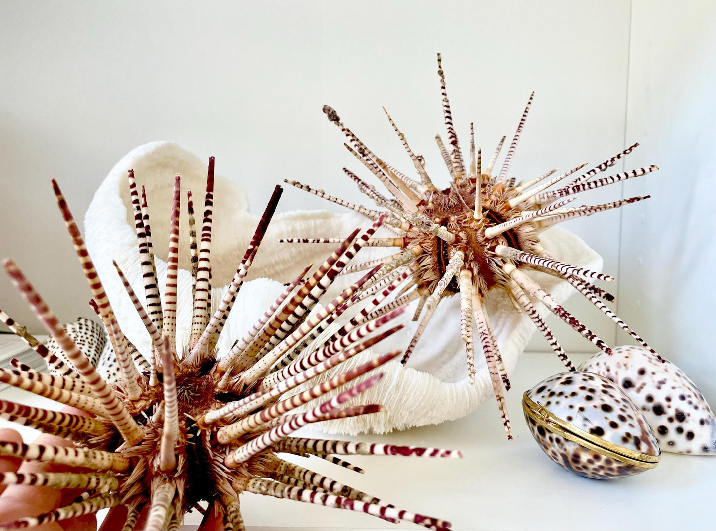 100% Natural Rare Zebra Sea Urchin w/Spines 6-7" Ocean Oddities Taxidermy