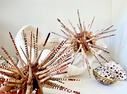 100% Natural Rare Zebra Sea Urchin w/Spines 6-7" Ocean Oddities Taxidermy