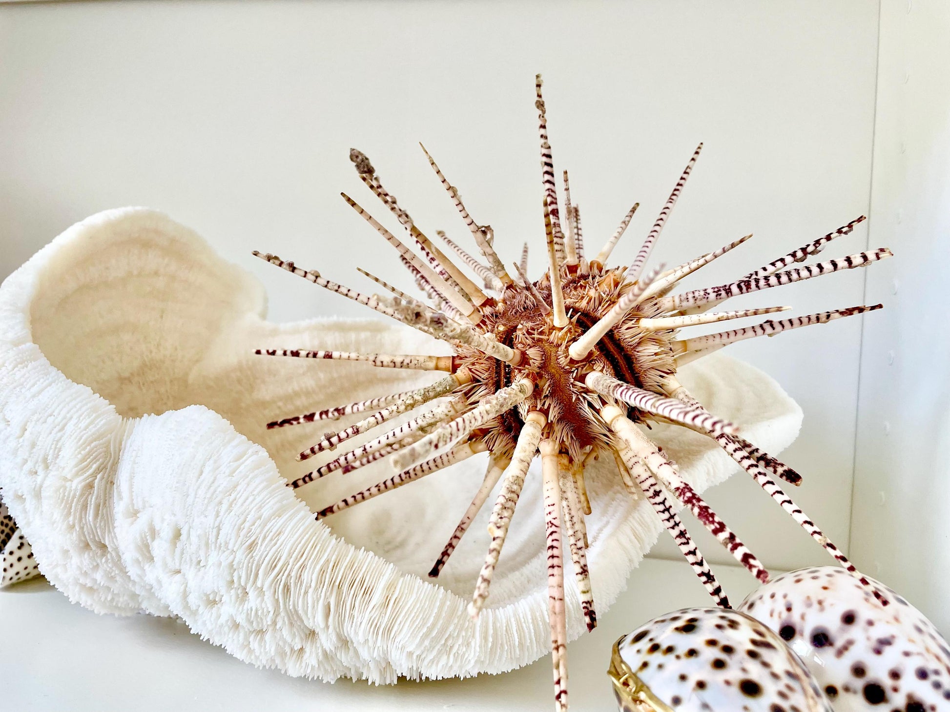 100% Natural Rare Zebra Sea Urchin w/Spines 6-7" Ocean Oddities Taxidermy