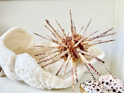 100% Natural Rare Zebra Sea Urchin w/Spines 6-7" Ocean Oddities Taxidermy