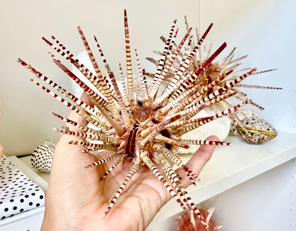 100% Natural Rare Zebra Sea Urchin w/Spines 6-7" Ocean Oddities Taxidermy