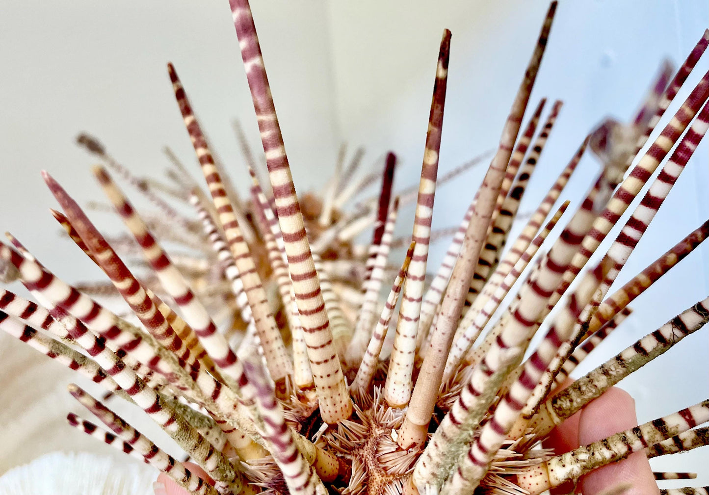 100% Natural Rare Zebra Sea Urchin w/Spines 6-7" Ocean Oddities Taxidermy
