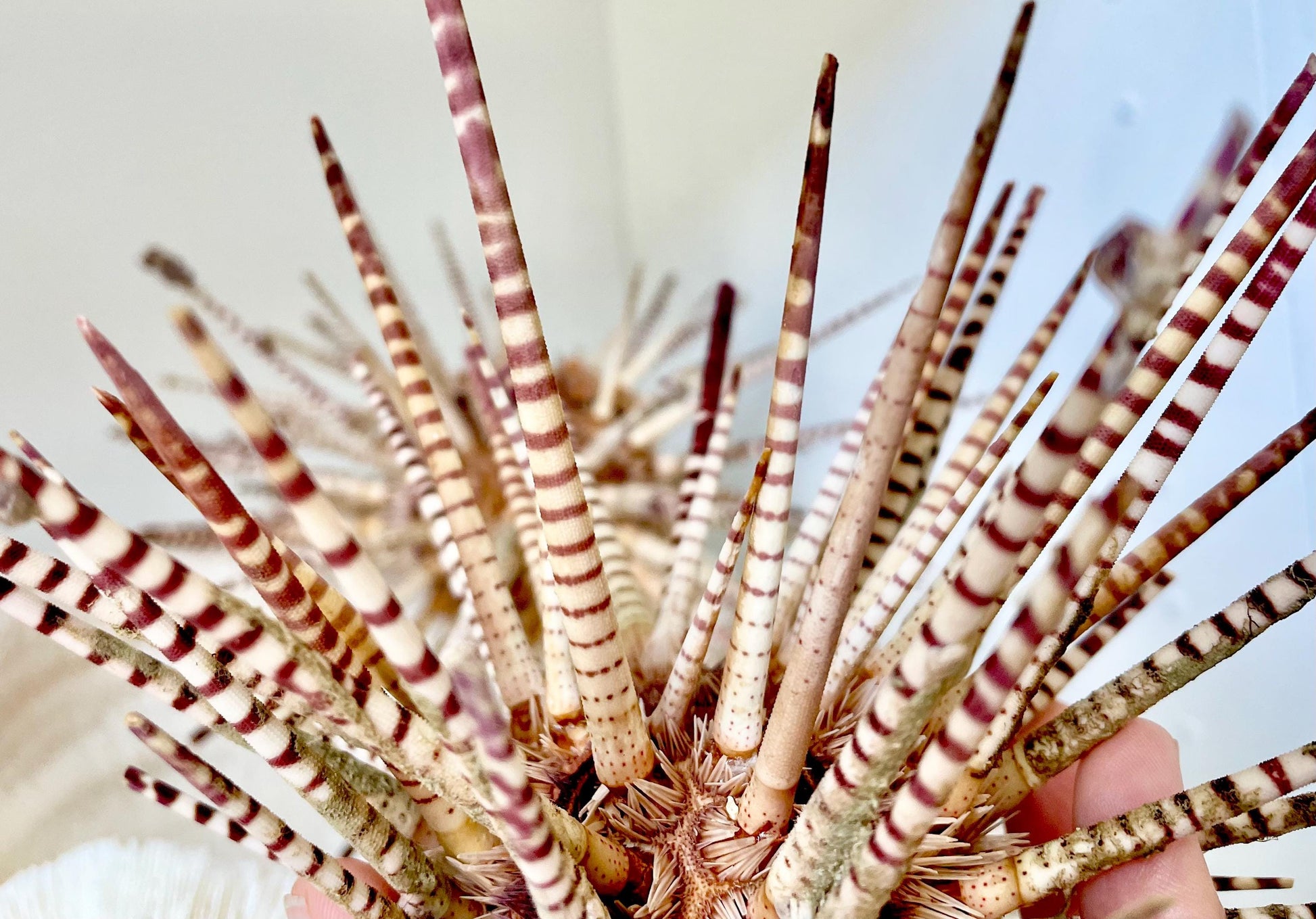 100% Natural Rare Zebra Sea Urchin w/Spines 6-7" Ocean Oddities Taxidermy