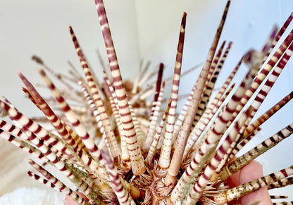 100% Natural Rare Zebra Sea Urchin w/Spines 6-7" Ocean Oddities Taxidermy