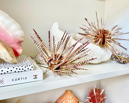100% Natural Rare Zebra Sea Urchin w/Spines 6-7" Ocean Oddities Taxidermy