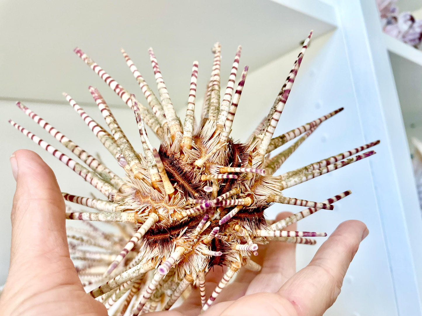 100% Natural Rare Zebra Sea Urchin w/Spines 6-7" Ocean Oddities Taxidermy