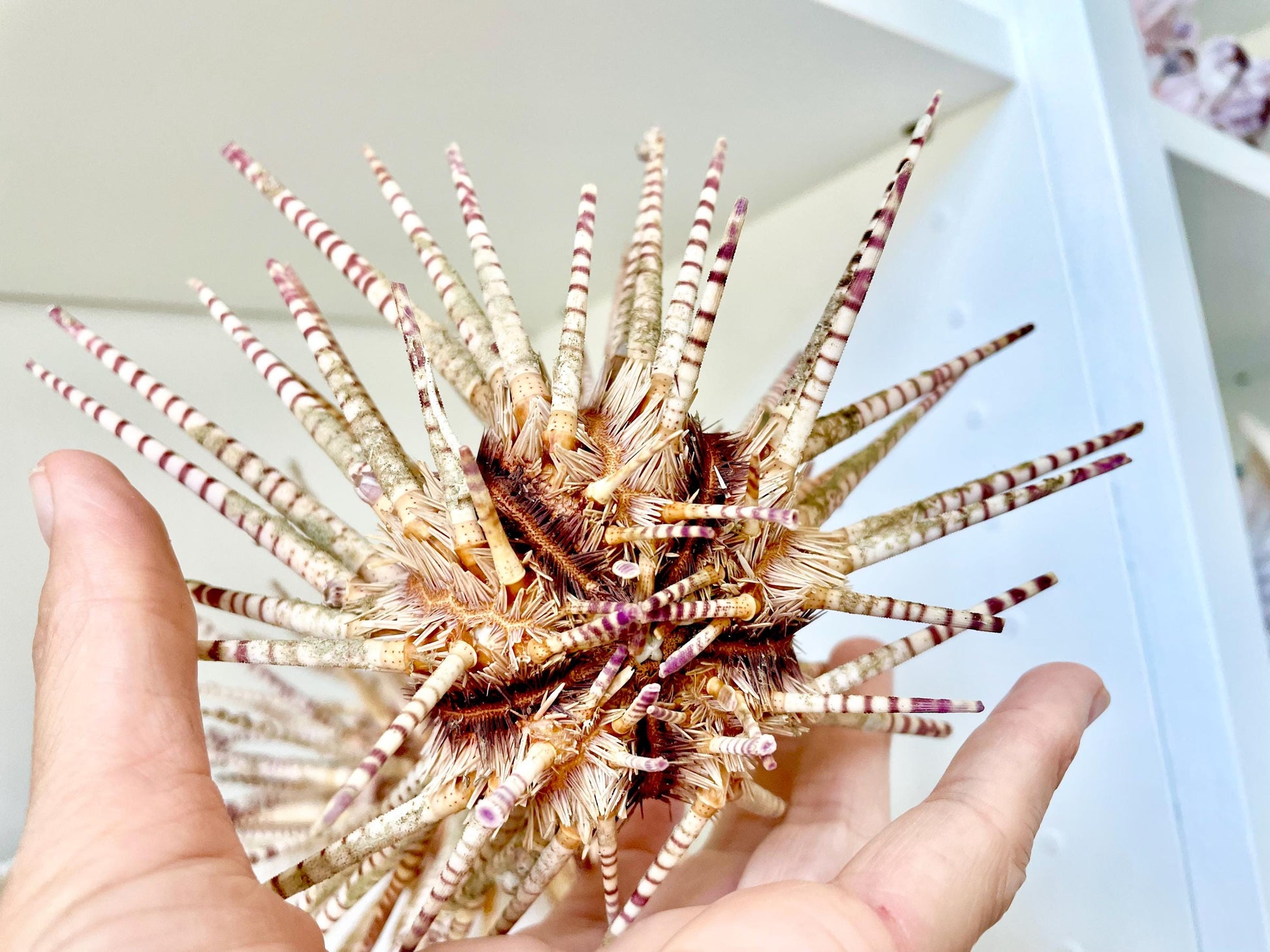 100% Natural Rare Zebra Sea Urchin w/Spines 6-7" Ocean Oddities Taxidermy