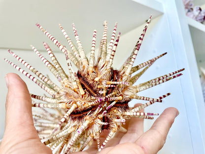 100% Natural Rare Zebra Sea Urchin w/Spines 6-7" Ocean Oddities Taxidermy