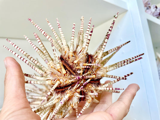 100% Natural Rare Zebra Sea Urchin w/Spines 6-7" Ocean Oddities Taxidermy