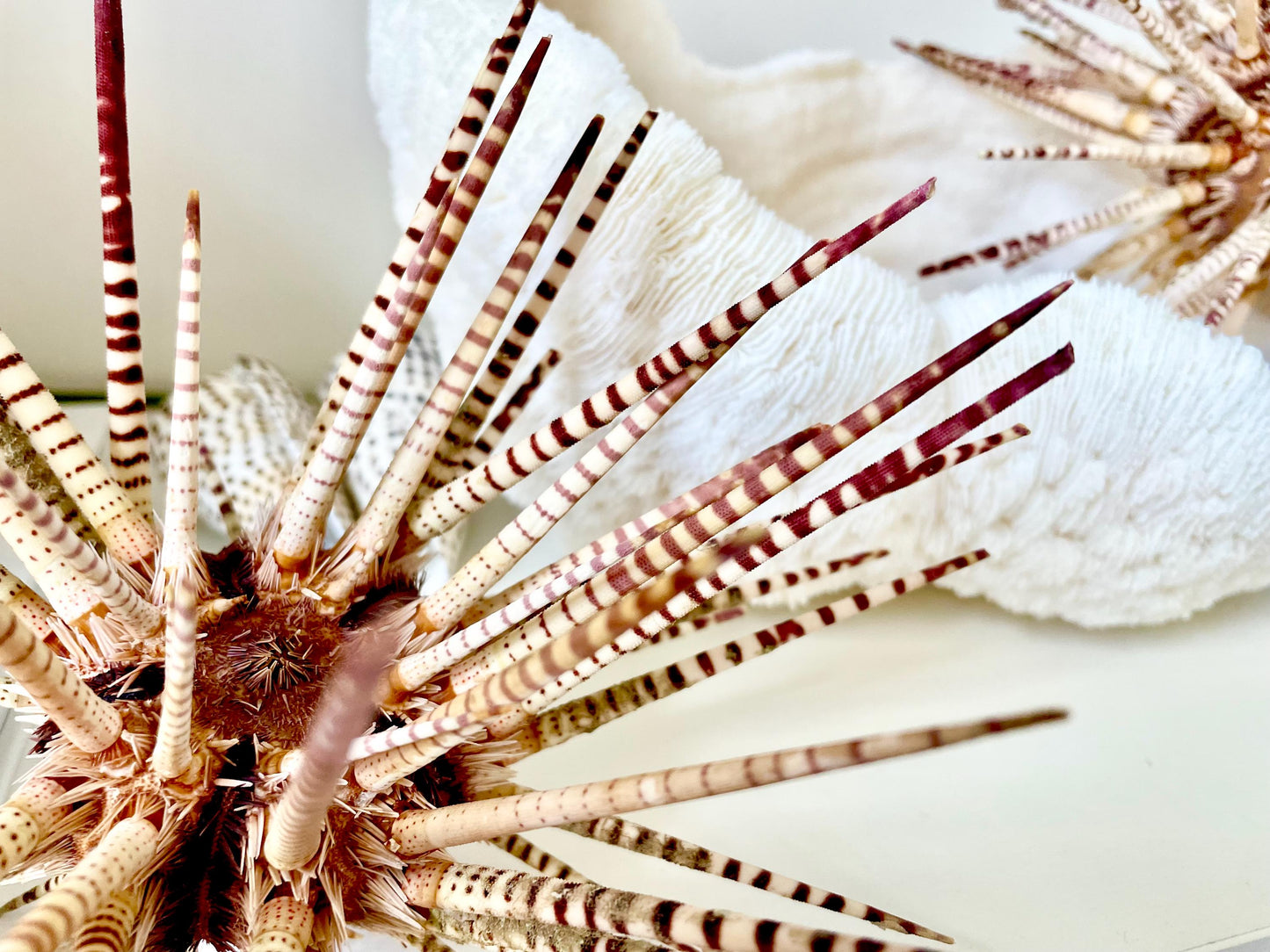 100% Natural Rare Zebra Sea Urchin w/Spines 6-7" Ocean Oddities Taxidermy