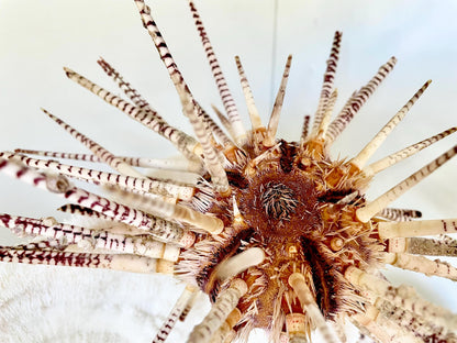 100% Natural Rare Zebra Sea Urchin w/Spines 6-7" Ocean Oddities Taxidermy