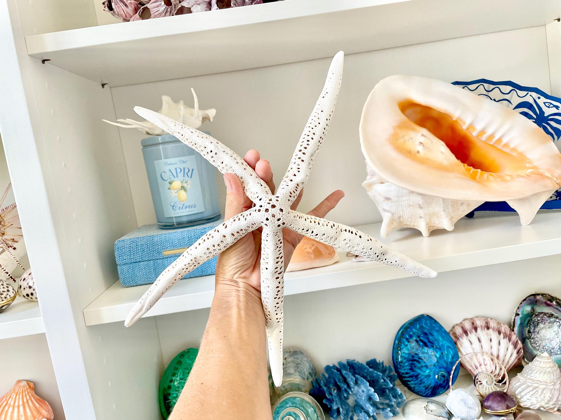 Extra Large 14-16" White Linkia Pencil Finger Starfish Natural Coastal Décor