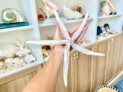 Extra Large 14-16" White Linkia Pencil Finger Starfish Natural Coastal Décor