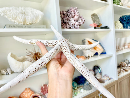 Extra Large 14-16" White Linkia Pencil Finger Starfish Natural Coastal Décor